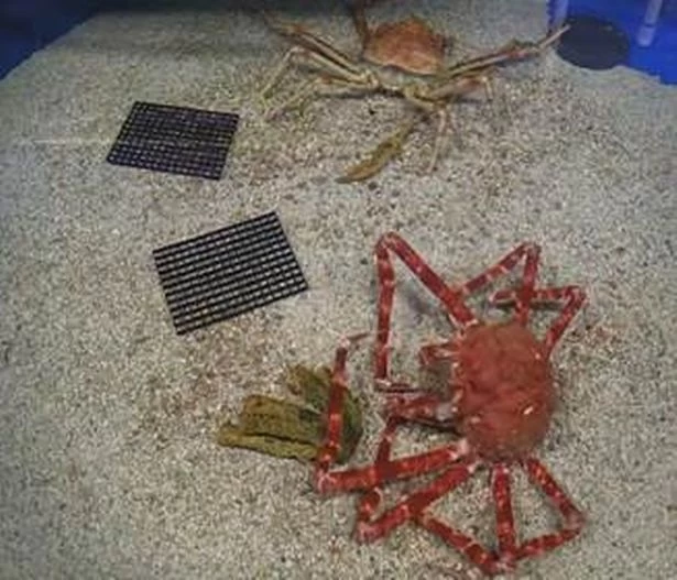 Τρομακτικό: Το μεγαλύτερο καβούρι-αράχνη στον κόσμο αλλάζει κέλυφος (βίντεο)